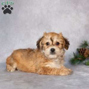 Fluffy, Yorkie-Chon Puppy